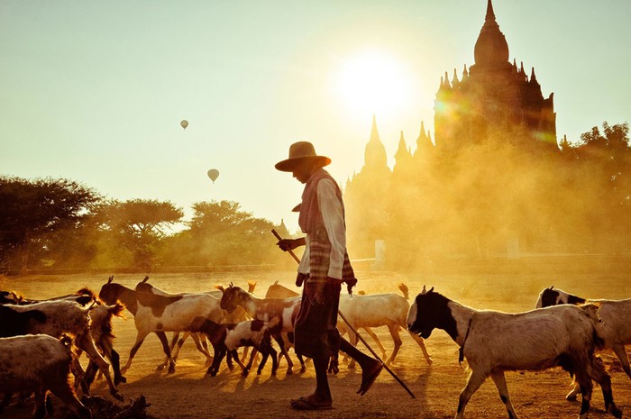 Ảnh chụp ghi lại cảnh nông dân Myanmar ở Bagan lùa gia xúc của tác giả Peter DeMarco - Nguồn © Peter DeMarco/National Geographic Traveler Photo Contest